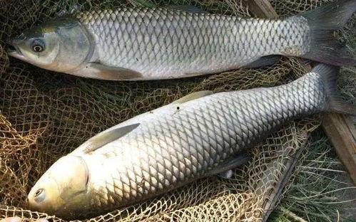 草鱼散炮爆料视频教程,跟随视频教程轻松学会 第2张 草鱼散炮爆料视频教程,跟随视频教程轻松学会 第2张