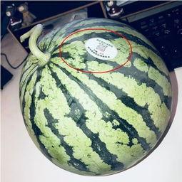 诸暨吃瓜网红是谁啊,网络红人的崛起与影响力  第1张